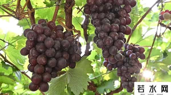 张克凡,「 锦绣昌黎 」 葡萄熟了 葡园等你