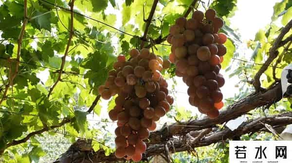 张克凡,「 锦绣昌黎 」 葡萄熟了 葡园等你