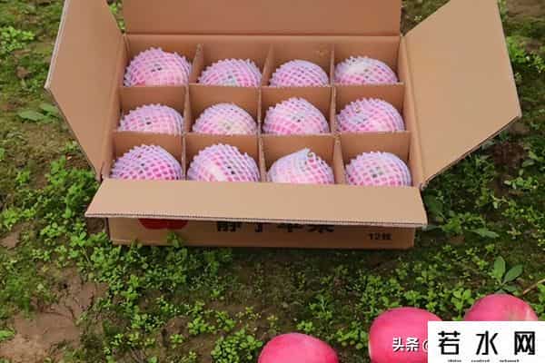 鲜果网,“水果网套”不要扔!简单改造一下,还有大用,后悔才知道