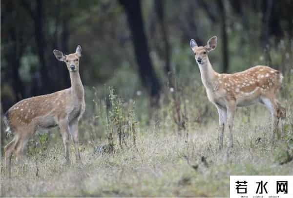 金耳朵挑战赛,梦想从临安出发！这场330公里超长距离越野赛开跑啦