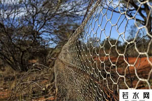 色兔兔,澳大利亚野兔成灾,百年“人兔大战”五次围剿失败,中国出手相助