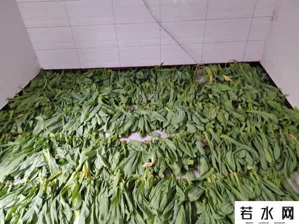 qq农场偷菜,家里大鹅“吃不饱”，二人深夜上演现实版“QQ农场”偷菜记