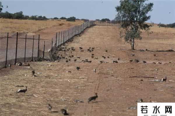 色兔兔,澳大利亚野兔成灾,百年“人兔大战”五次围剿失败,中国出手相助