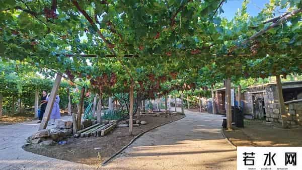 张克凡,「 锦绣昌黎 」 葡萄熟了 葡园等你