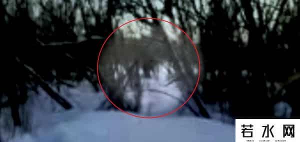 大雪怪,俄罗斯8年前现大雪怪,身高2米多体型健壮,至今不知是何生物