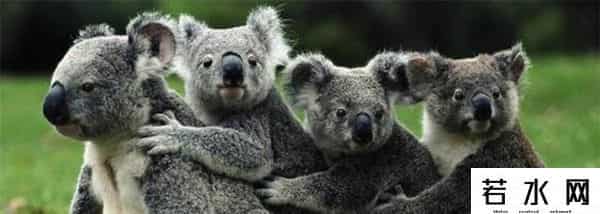 色兔兔,澳大利亚野兔成灾,百年“人兔大战”五次围剿失败,中国出手相助