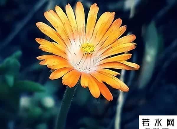 牛牛热视频,嫂子给小叔子喝鹿血汤,他夜里觉得热,起身看见她房间亮着灯