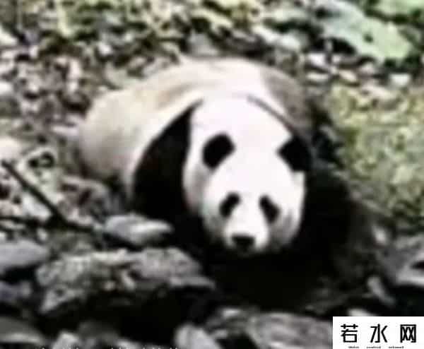 40403,8.13过生日的熊熊们(下)