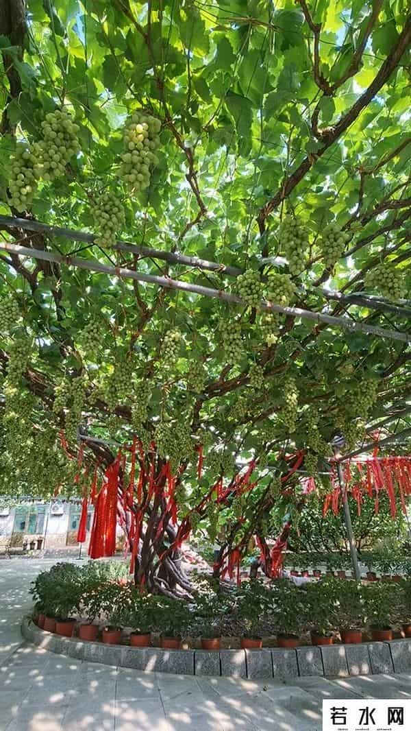 张克凡,「 锦绣昌黎 」 葡萄熟了 葡园等你