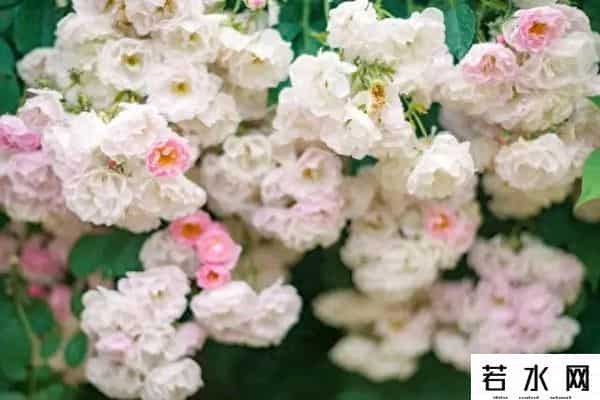 我爱你你爱我,我最爱的人是你,爱你胜过爱自己