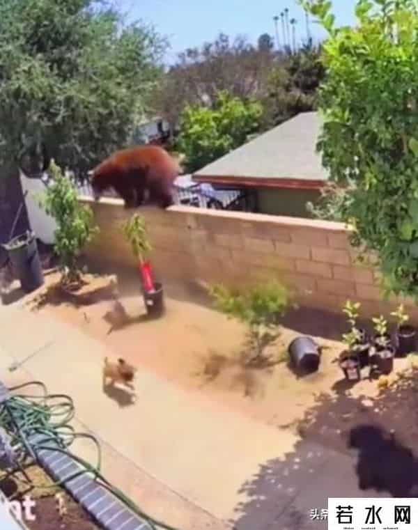 qq宠物熊熊,熊熊误入大学引大学生围观,网友:被麻醉枪射落的熊熊太可爱了!