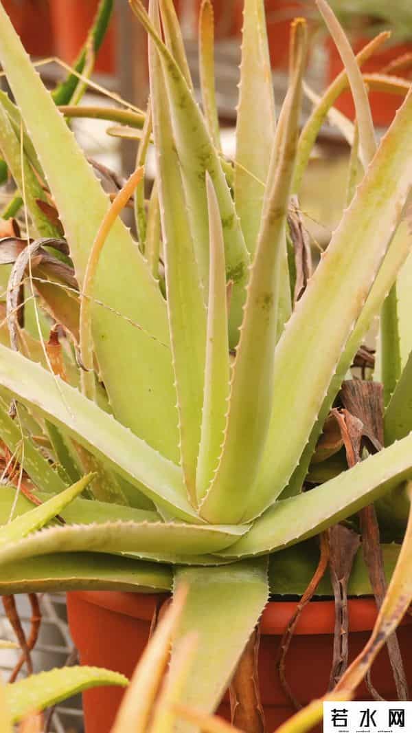 植物化妆品,芦荟、玫瑰……来扒一扒护肤品中的这些植物