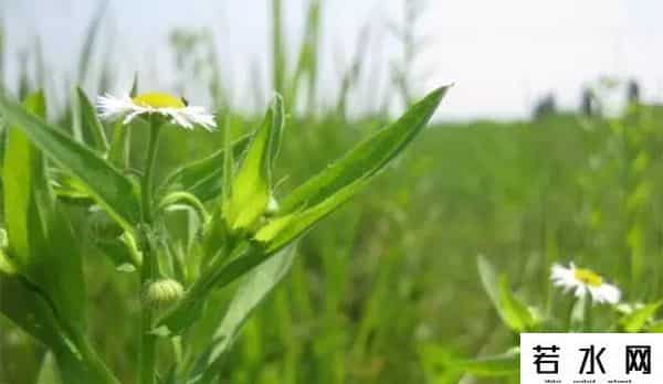 袁野博客,派的爸爸掉进孩子的世界