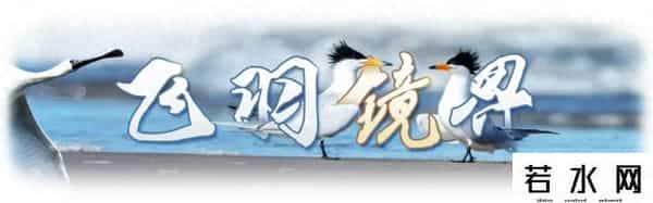 奥森,飞羽镜界 - 我在北京奥森公园拍到了“鸟中大熊猫”,是幸运吗!