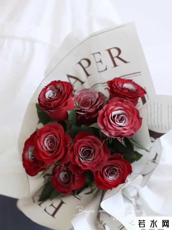 色520,节日特辑vol.4 - 红玫落雪，月色与雪色之间，你是第三种绝色