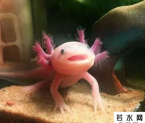 纪中展,把自己玩到濒危的动物，取下大脑都能活，科学家用它研究再生之谜