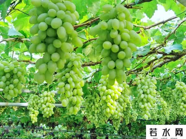 张克凡,「 锦绣昌黎 」 葡萄熟了 葡园等你