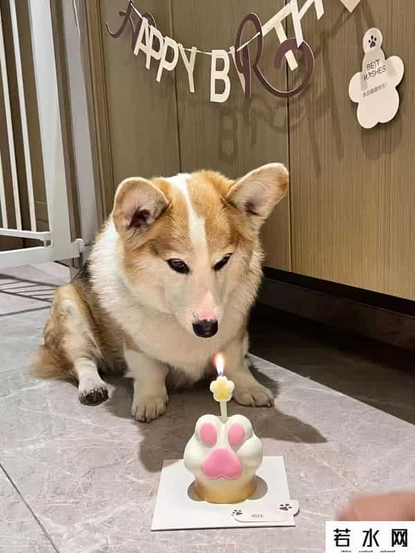 全村唯一拥有电话手表的小狗