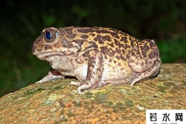 小蝌蚪app下载地址