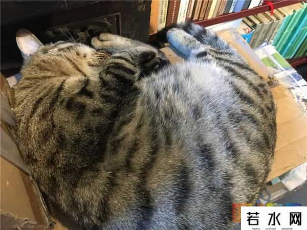 故宫博物院卖萌