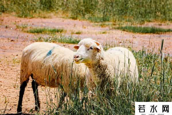 羊了个羊一天只能玩一次吗