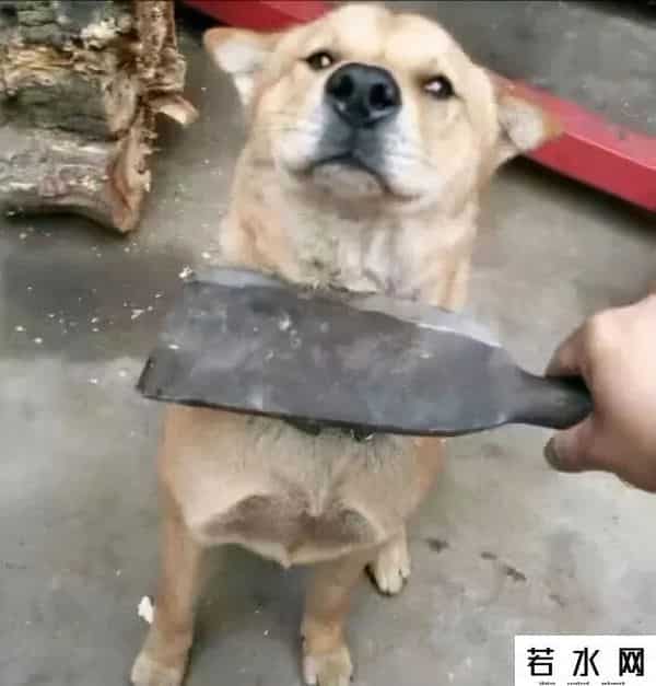 qq旋风离线下载是什么意思