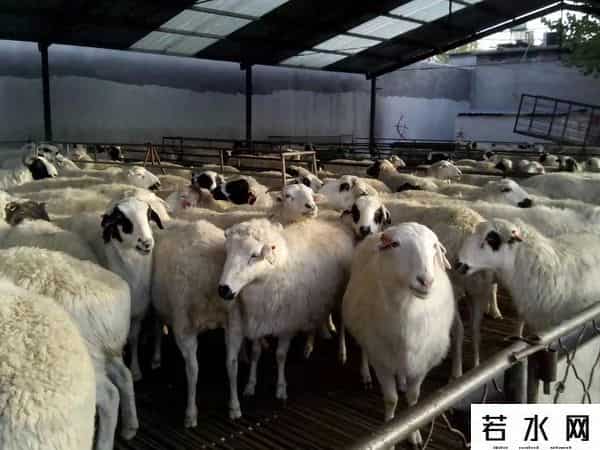 羊了个羊一天只能玩一次吗