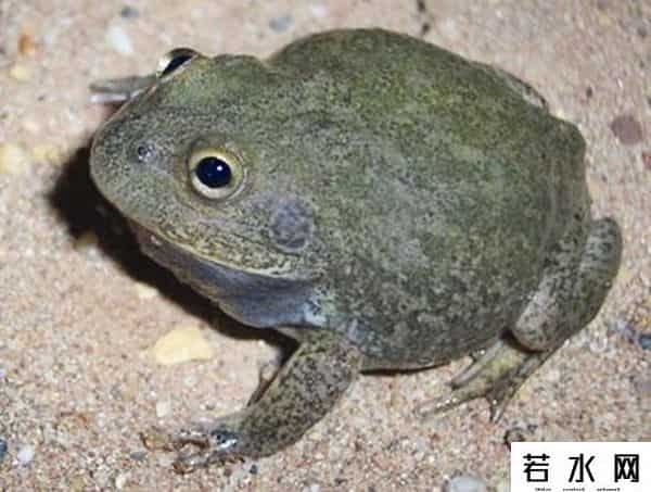 小蝌蚪app下载地址