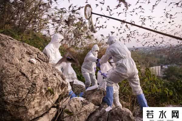 气候变暖成人畜共患病传播主因