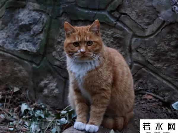 故宫博物院卖萌