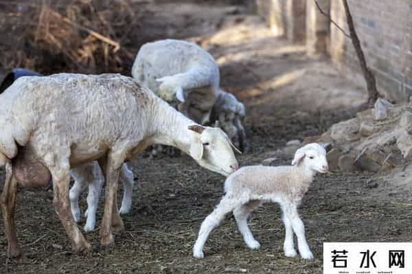 羊了个羊一天只能玩一次吗