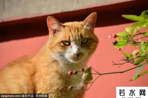 故宫博物院卖萌