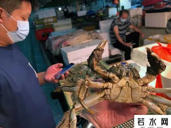 阳澄湖大闸蟹恐缺席中秋