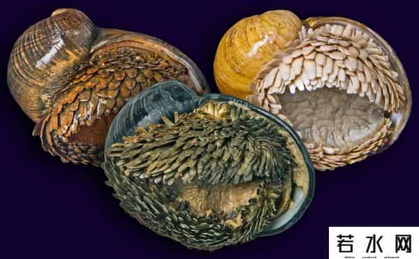 世界上最稀有的颜色