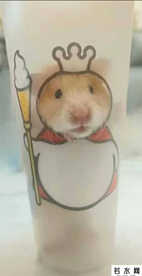 蜜雪冰城什么梗