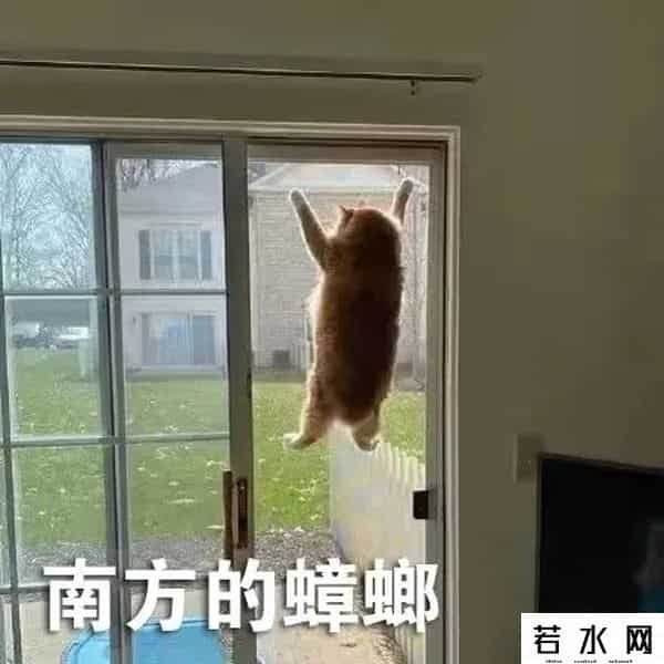 广东最大的蟑螂是白云机场