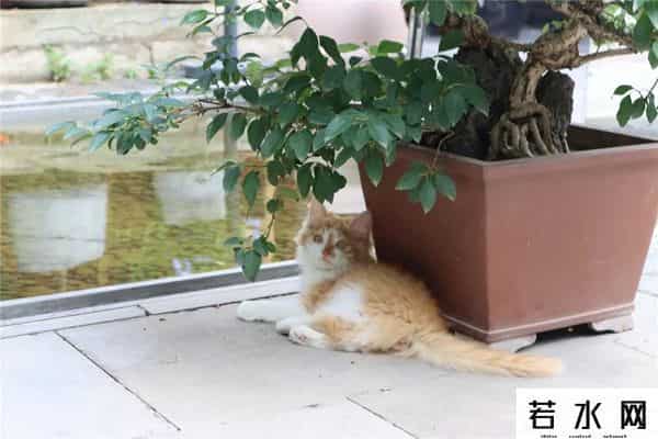 故宫博物院卖萌