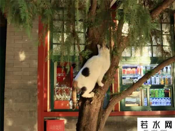 故宫博物院卖萌