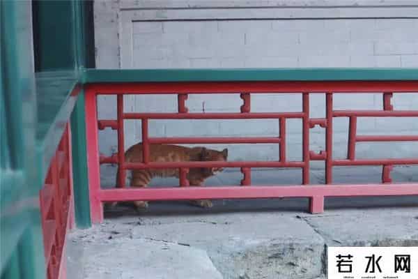 故宫博物院卖萌