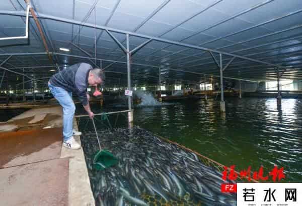 核污水排海后-中国鳗鱼之乡的担忧