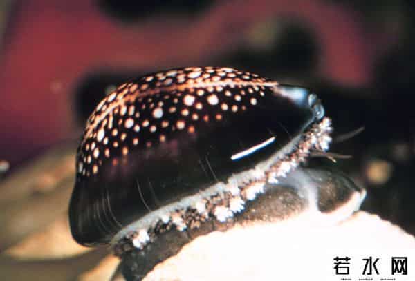 世界上最稀有的颜色