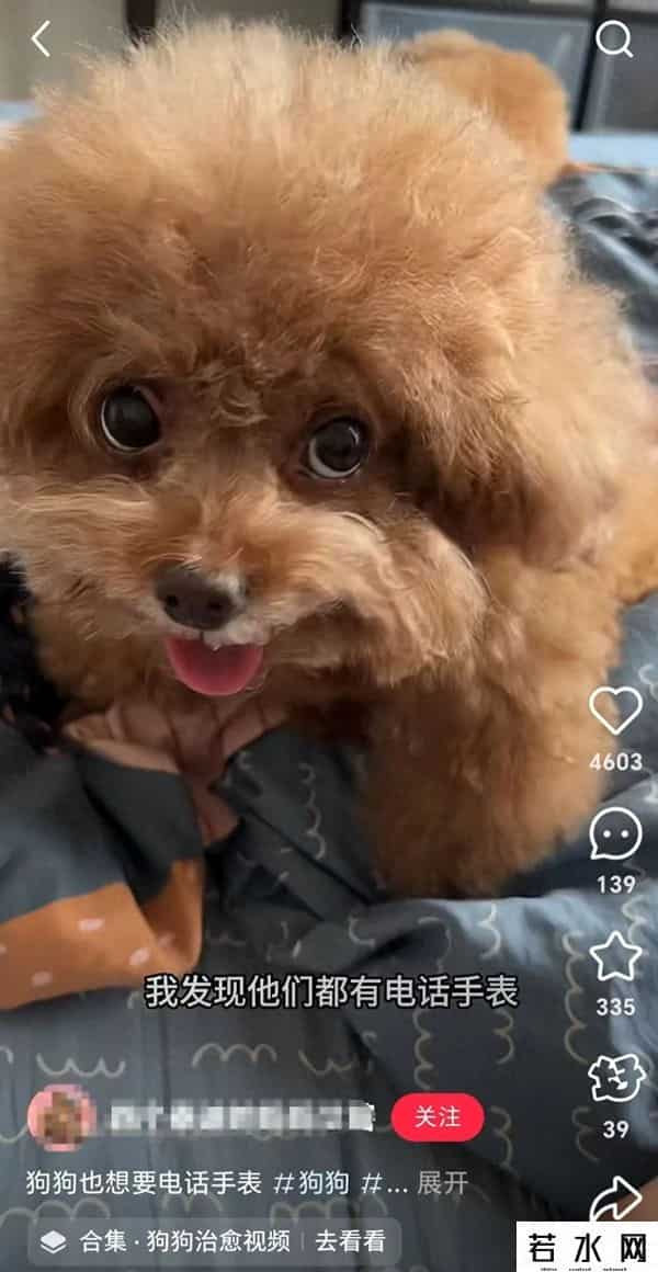 全村唯一拥有电话手表的小狗