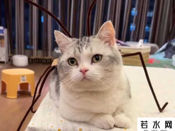 纯情丫头火辣辣