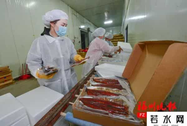 核污水排海后-中国鳗鱼之乡的担忧