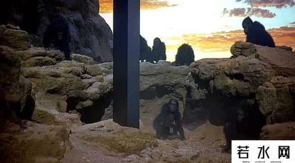 寄生蜂会寄生人类吗