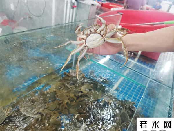 阳澄湖大闸蟹缺席中秋