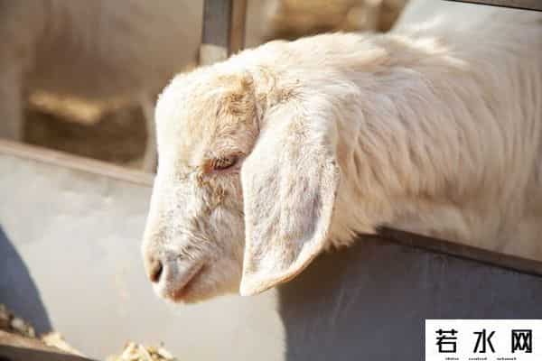 羊了个羊一天只能玩一次吗