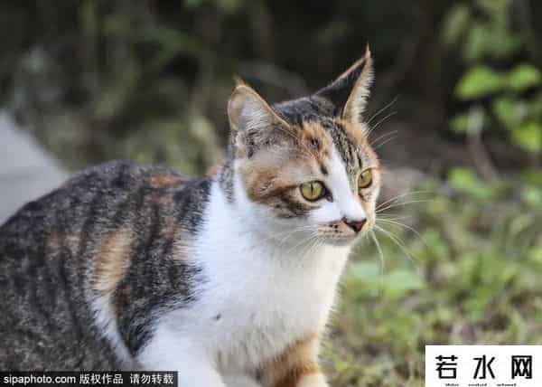 故宫博物院卖萌