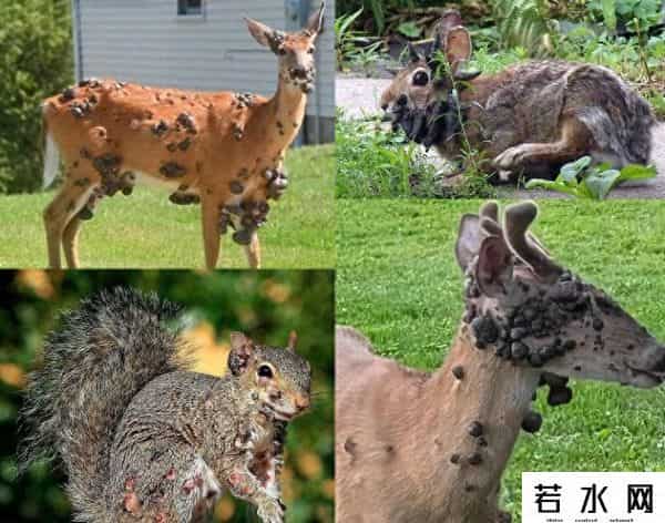 僵尸鹿病毒最新消息