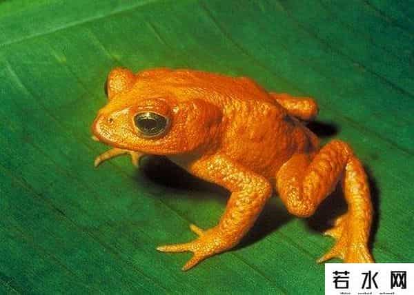 小蝌蚪app下载地址